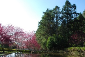 奧萬大生態池美景