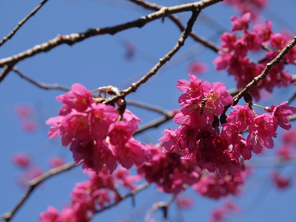 山櫻花