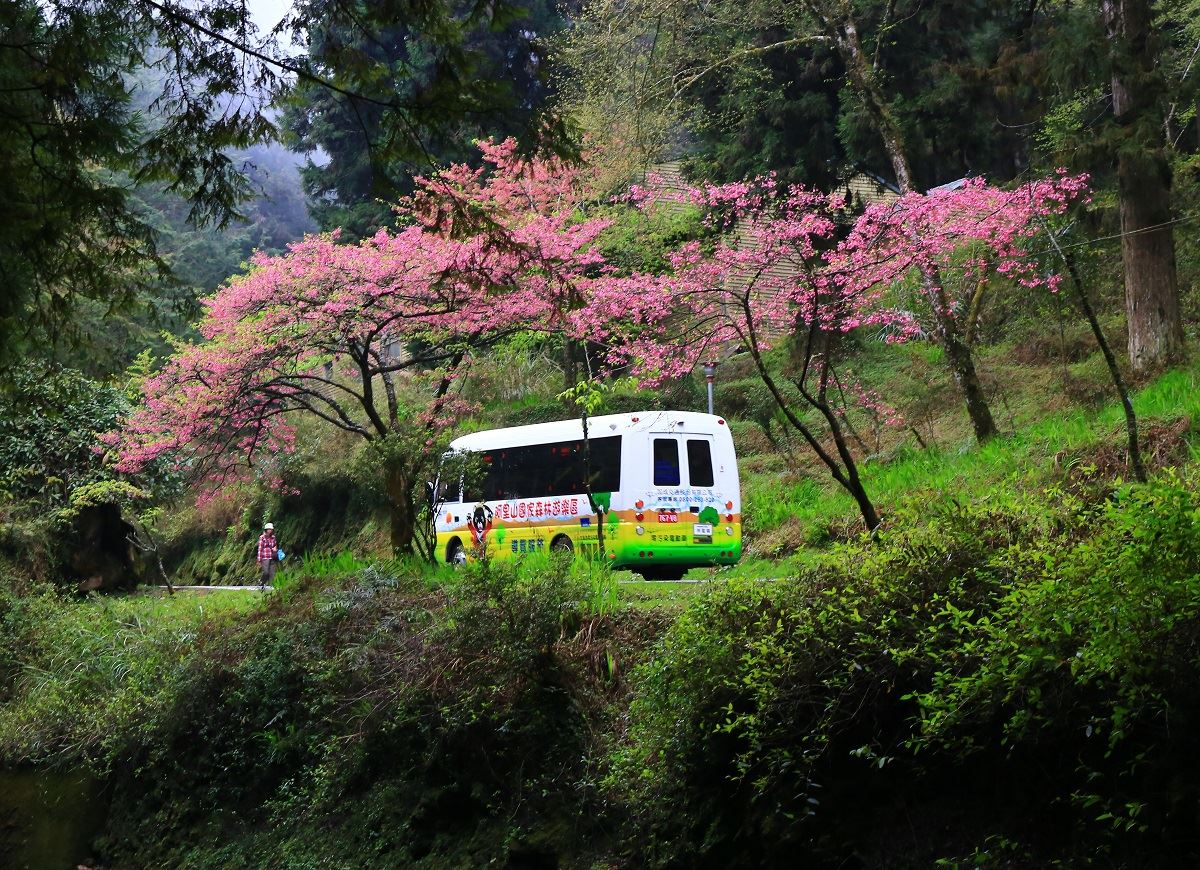 阿里山-電動遊園車