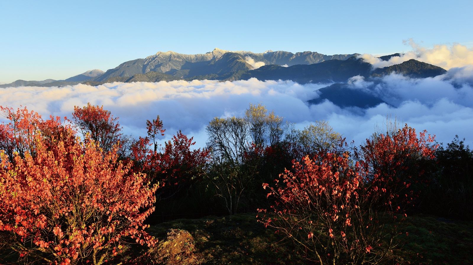 阿里山國家森林遊樂區楓紅雲海