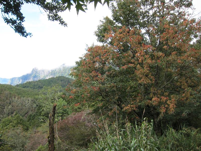 對高岳步道山頂景緻