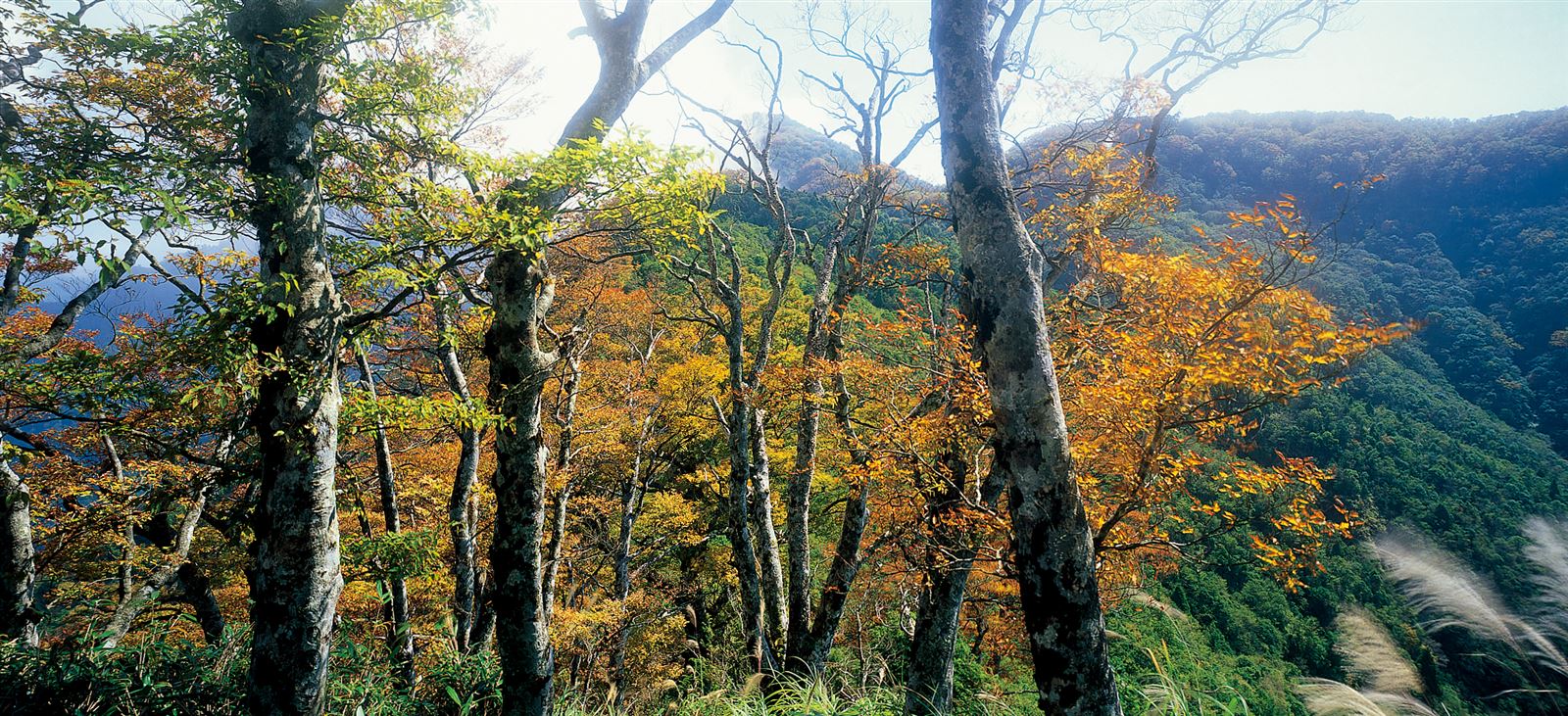 台灣山毛櫸步道