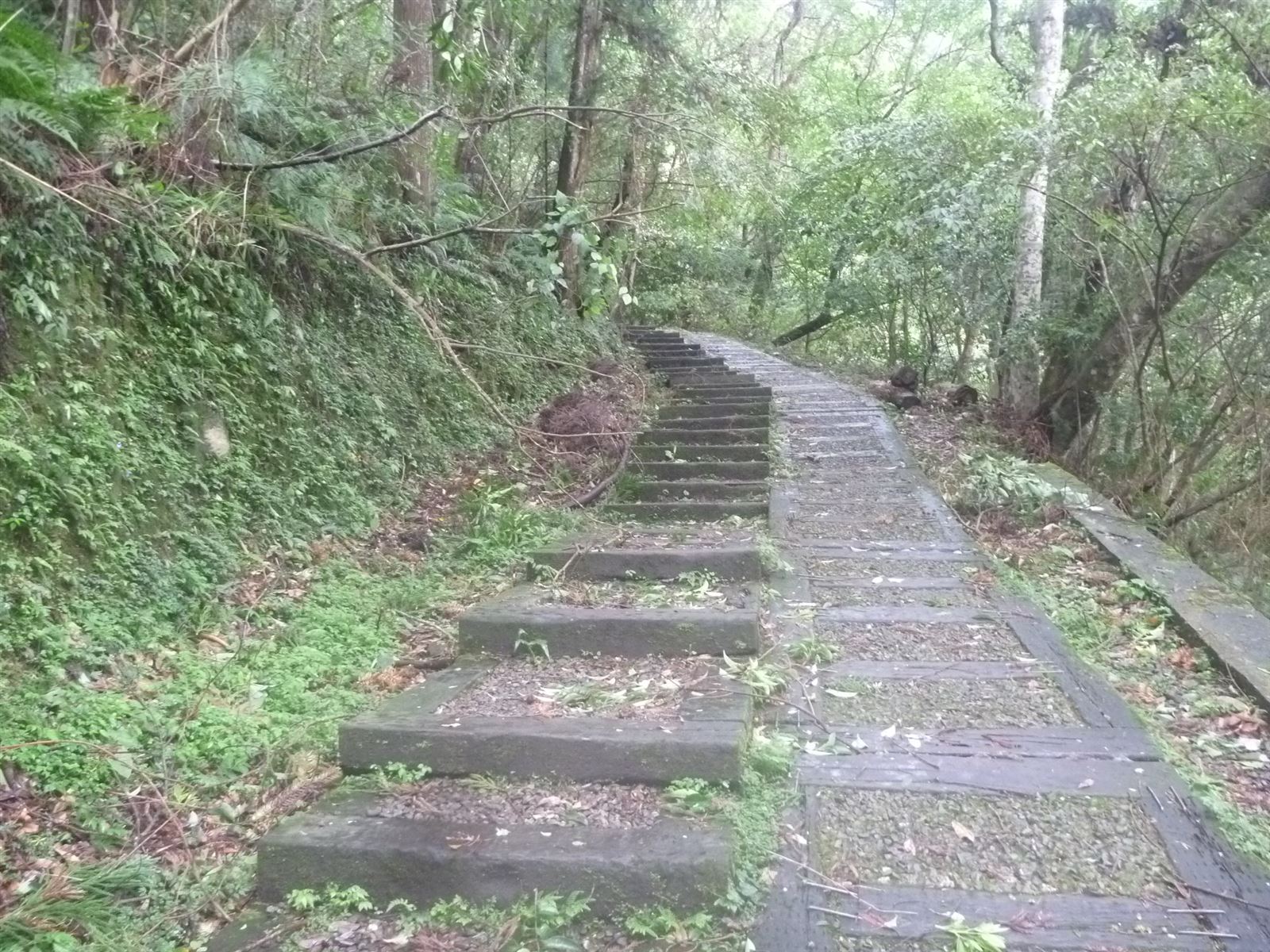 森林知性步道