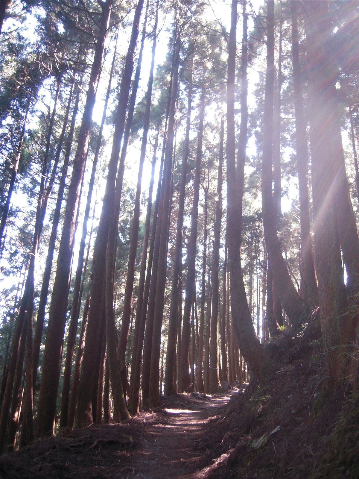 檜山巨木群步道