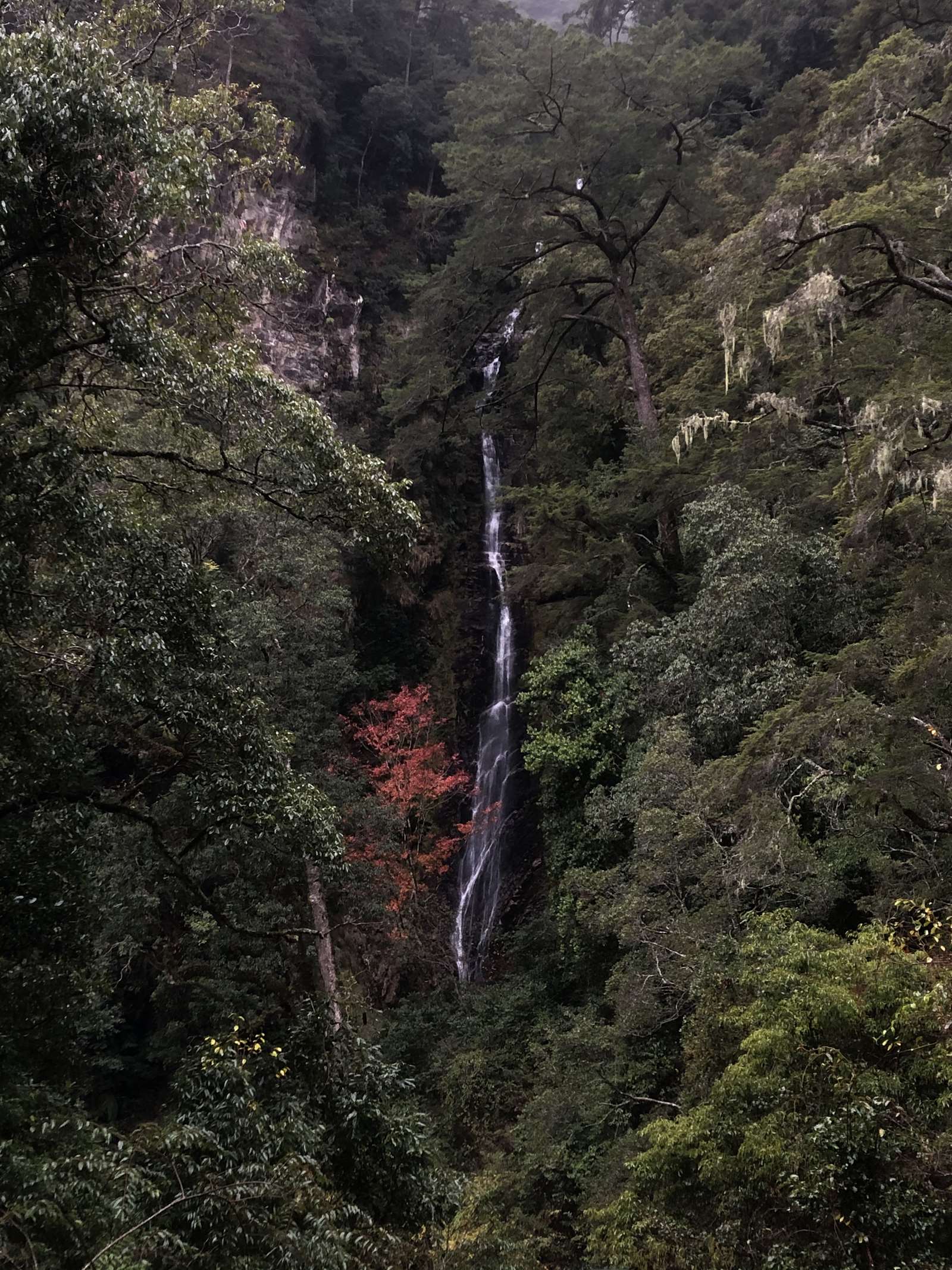 觀霧瀑布步道