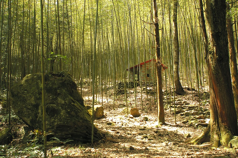 竹林步道