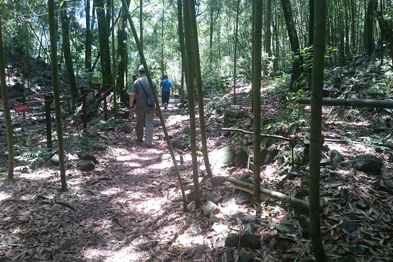 松林步道