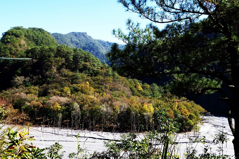 楓林步道