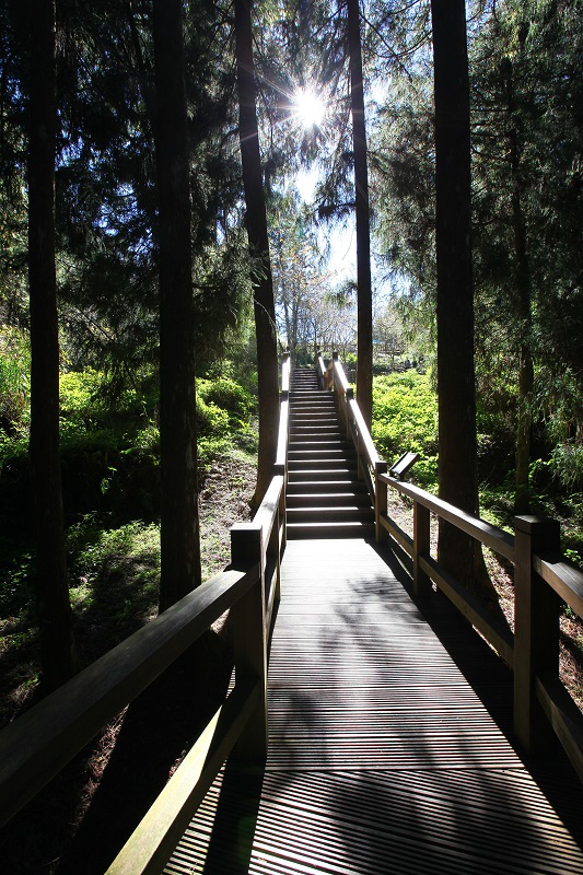 巨木群步道