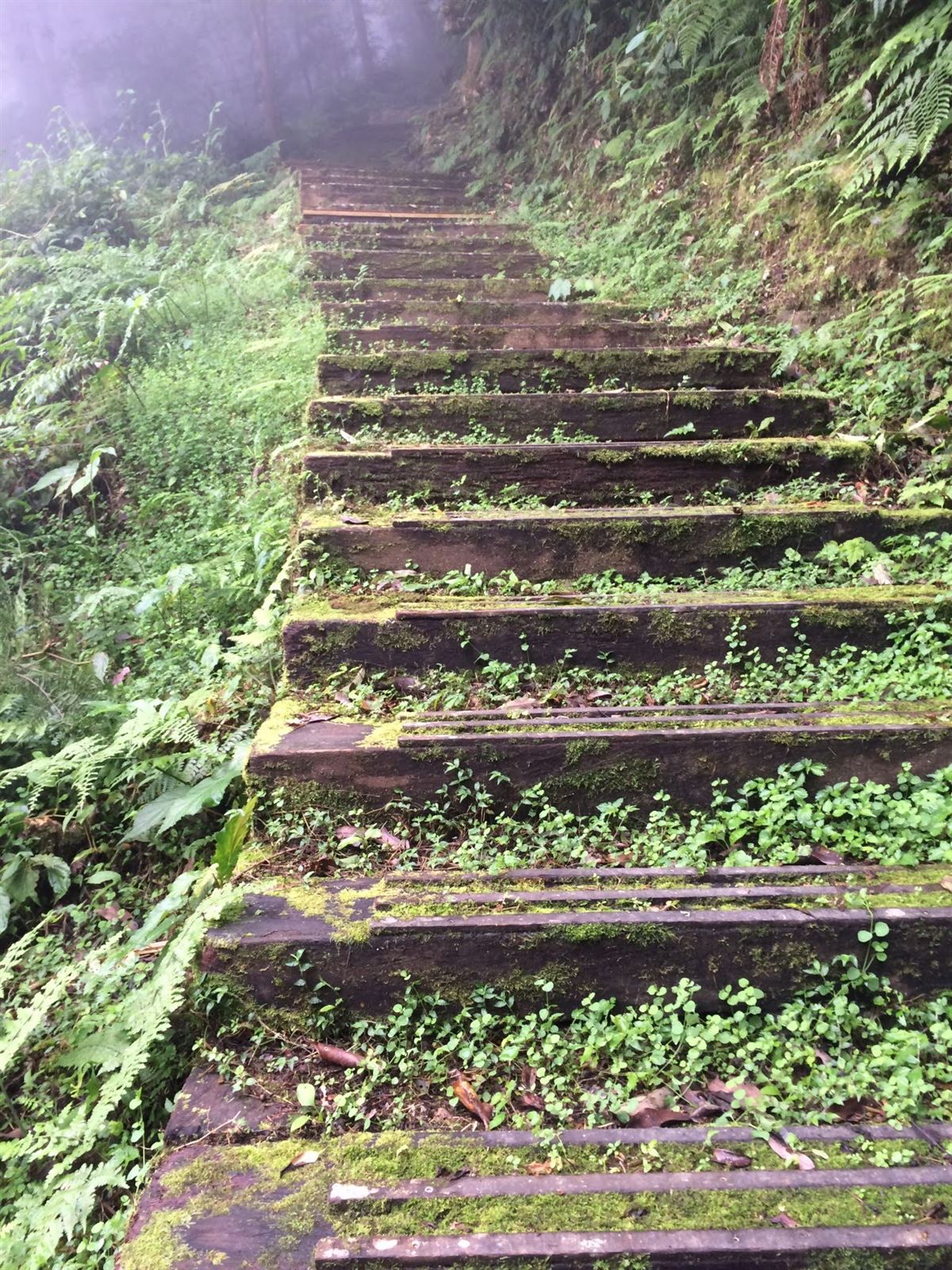 雲杉步道