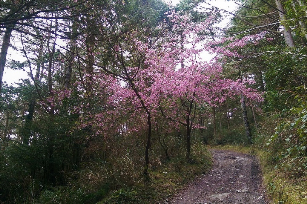 向松步道