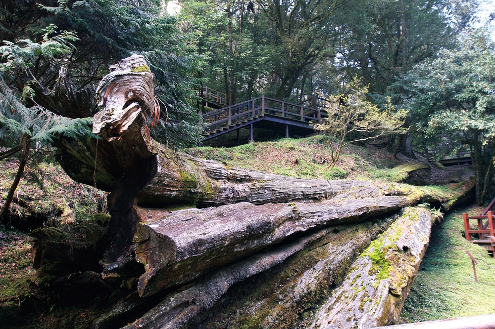 阿里山新八景-阿里山神木遺跡