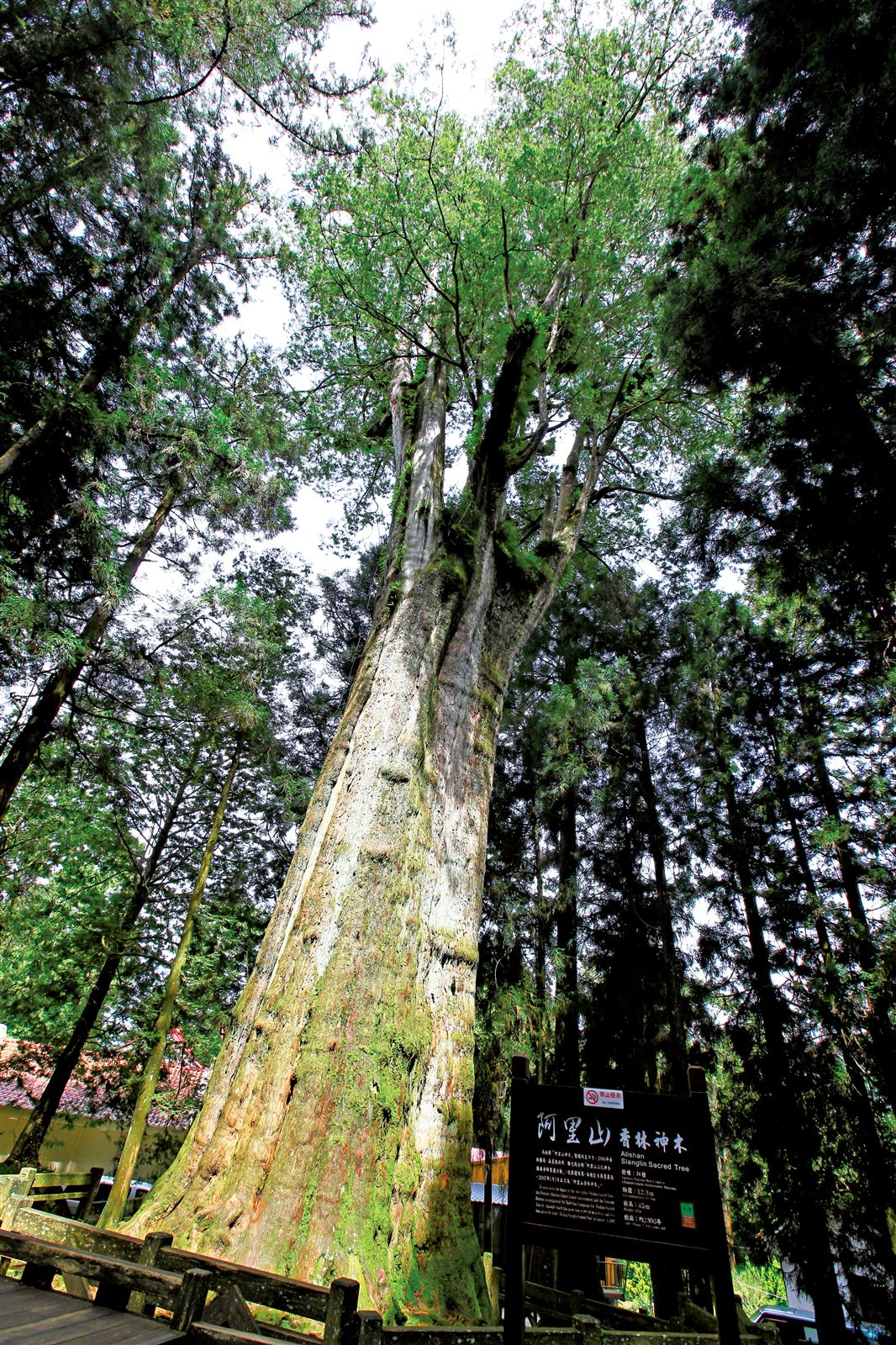 阿里山香林神木