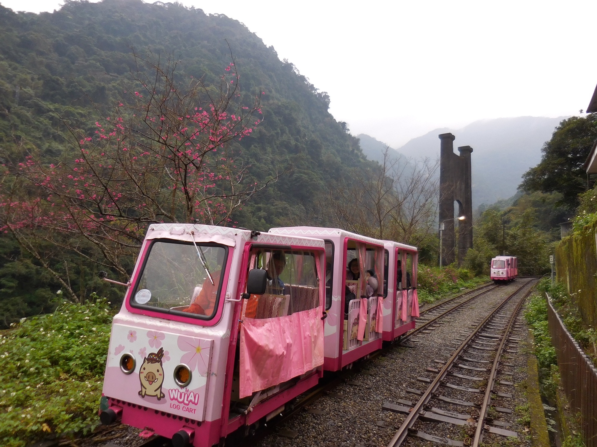 櫻花下的烏來台車