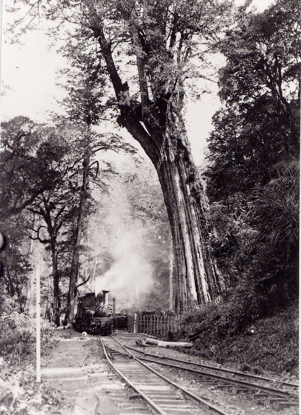 阿里山_蒸車與神木