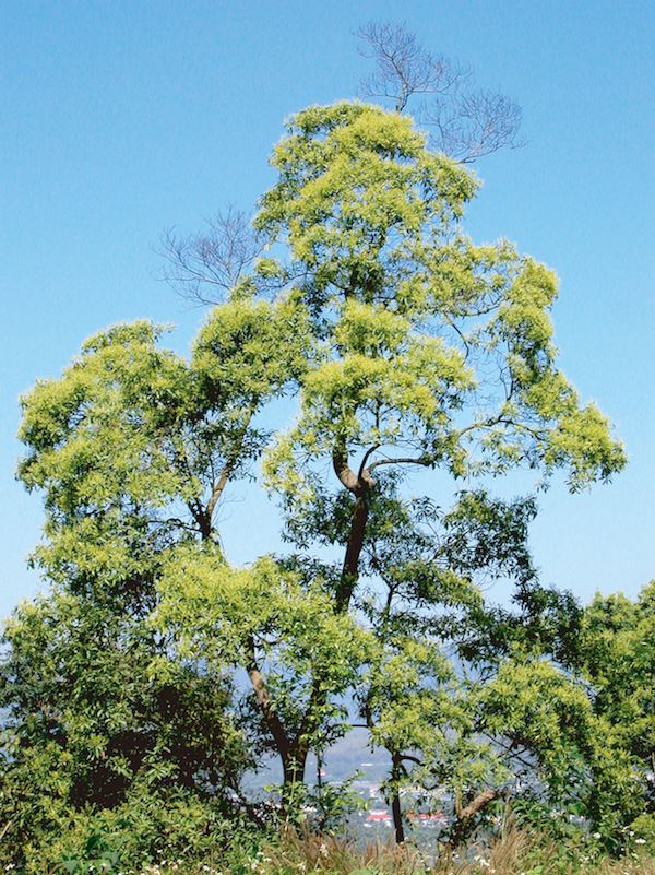 香楠