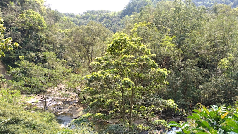 Jingualiao Stream View