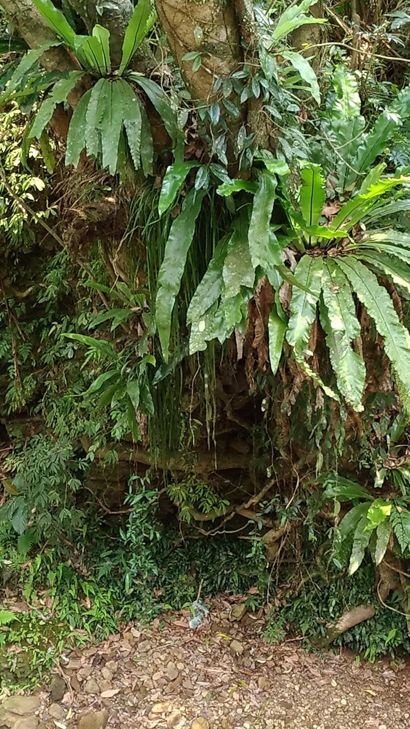 豐富蕨類植物