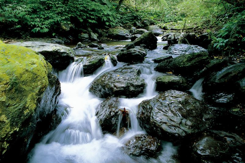 蒼林流水