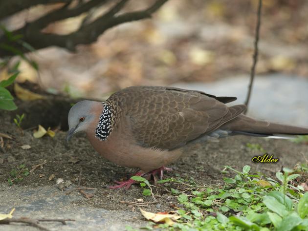 珠頸斑鳩;斑頸鳩