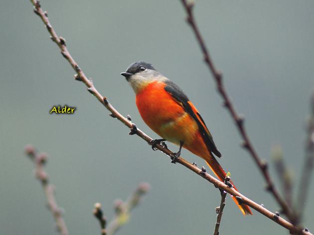 灰喉山椒;紅山椒鳥