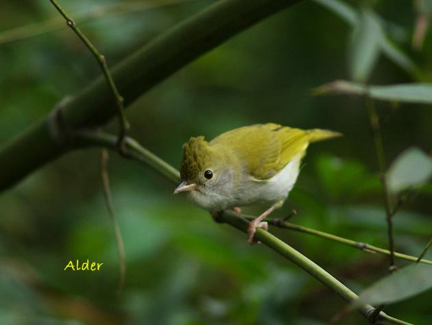 綠畫眉;綠鳳鶥;白腹鳳鶥