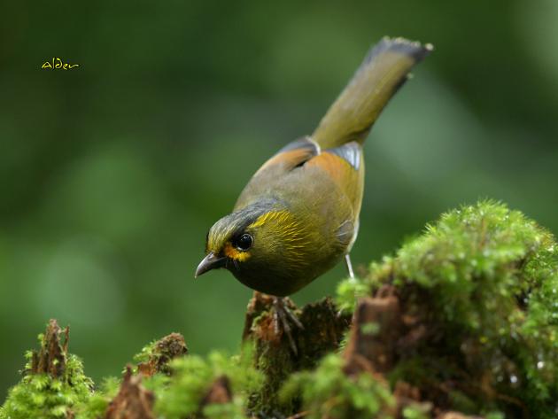 黃胸藪眉;黃痣藪鶥;藪鳥