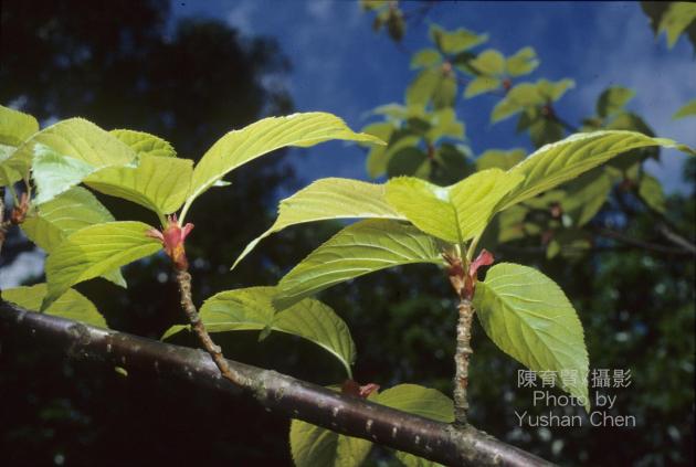 山櫻花;山櫻桃;緋櫻;鐘花櫻桃