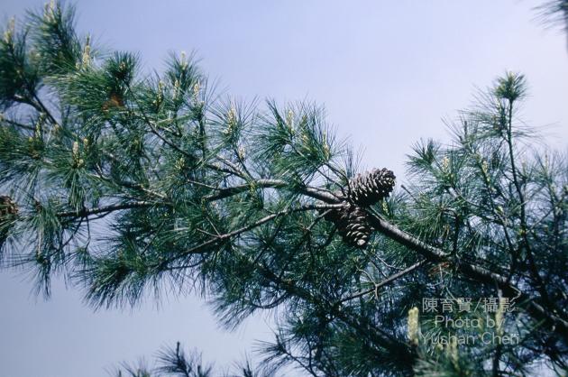 臺灣華山松;華山松;臺灣果松