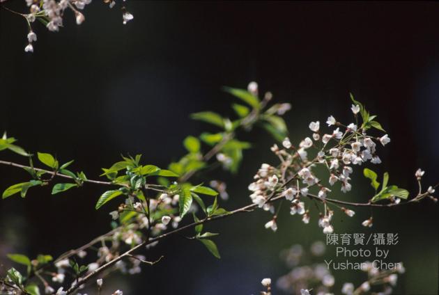 霧社山櫻花