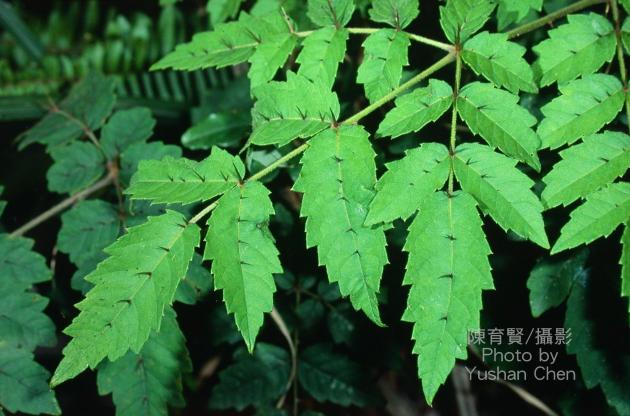 鵲不踏;臺灣毛楤木;臺灣楤木;黃毛木