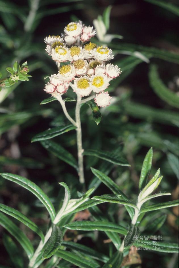 玉山抱莖籟簫