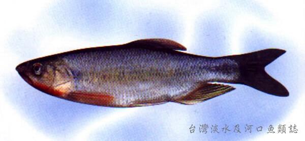 臺灣鬚鱲;鬚鱲;憨仔魚;一枝花;山鰱仔;臺灣馬口魚;馬口;臺灣馬口鱲;臺灣縱紋鱲;豆仔魚